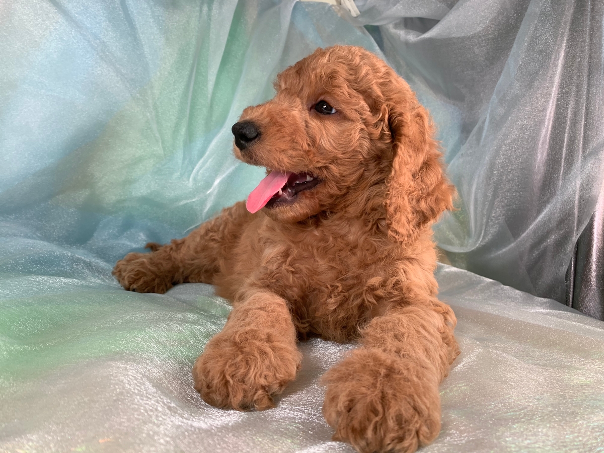 Miniature Goldendoodles, Dark Reds, F1 and F1b's, Iowa, Illinois